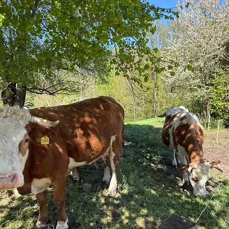 Lauenhainer Alm * Mittweida